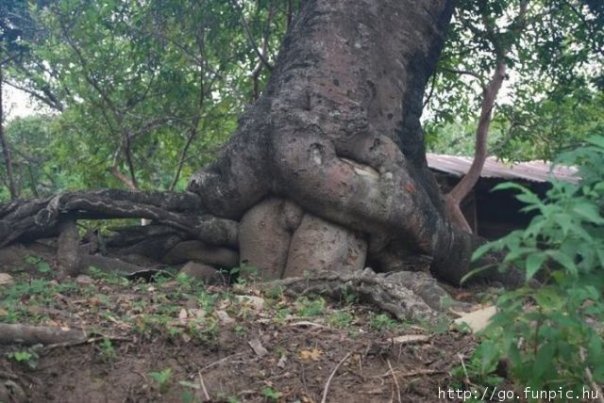C.est_pas_l.homme_qui_prend_la_terre__c.est_la_nature_qui_prend_l.homme.jpg