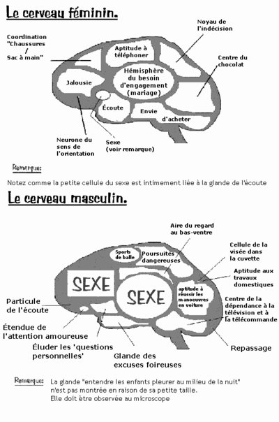 Cerveaux Home Femme.jpg